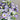 Lisianthus Seeds-Light Pink with Purple Edge