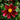 Dahlia Seeds-Single
