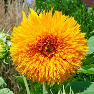 Sunflower Seeds - Sun Pom