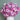 Carnation Seeds-Purple Smoke