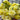 Lisianthus Seeds-Cream Yellow