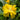 Hibiscus Seeds-Double-petal Yellow Hibiscus