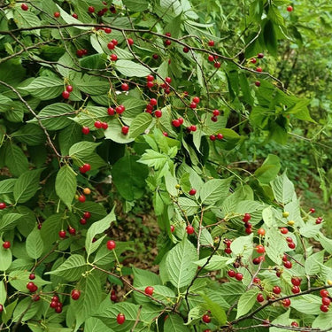 Round-Fruited Rowan