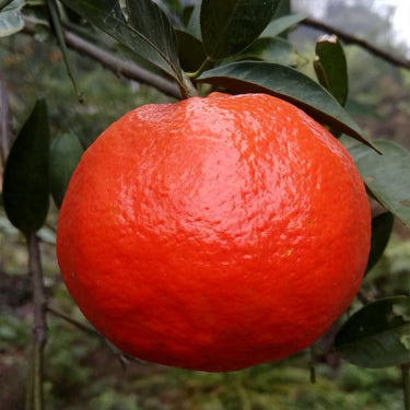 Red Tangerine