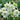 Hippeastrum Seeds-Pip