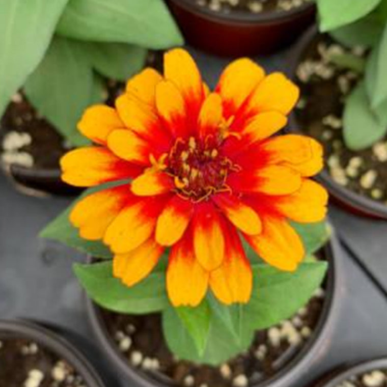 Zinnia