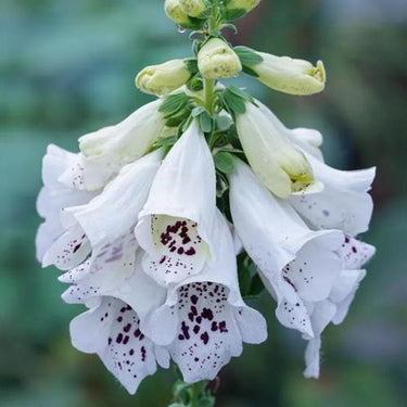 Foxglove Seeds Dalmatian White