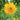Sunflower Seeds-Bachido