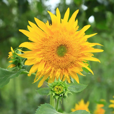 Sunflower Seeds-Bachido