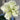 Hippeastrum Seeds-Marilyn