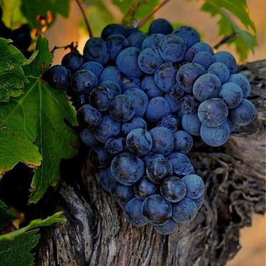 Grape Seeds for Planting – Fresh Sweet and Delicious Natural Vine Seeds