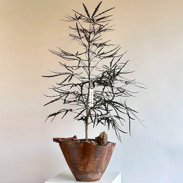 False Aralia, Dizygotheca Seed