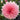 Dahlia Seeds-Paeony-flowered