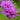 Cornflower Seeds - Centaurea nigra