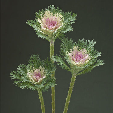 Ornamental Kale Seeds-White-feathered Crane