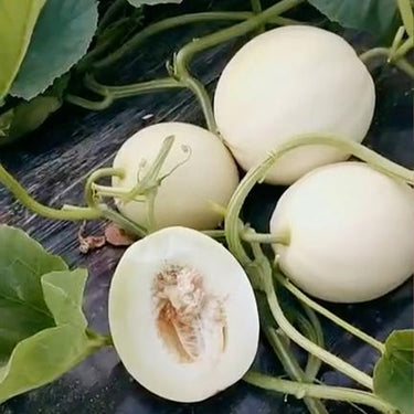 Bai Mibao Taiwan Melon Seeds – White Thin-Wall Muskmelon