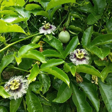 Passion Fruit Flower Seeds for Planting