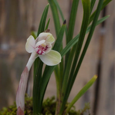 Cymbidium Tortisepalum