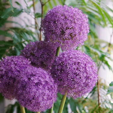 Light Lilac Giant Allium Seeds