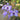 Orchid-Vanda Coerulea