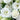 Lisianthus Seeds-Oriental White