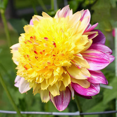 Dahlia Seeds-Joyful Dance Melody