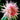 Chrysanthemum Seeds-Mandarin Duck