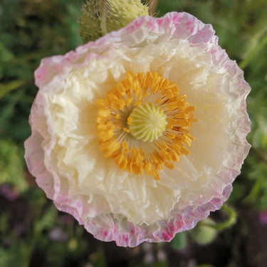 Papaver Rhoeas Seeds-Sherry · Angel Choir