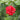 Hibiscus Seeds-Double-petal Red Hibiscus