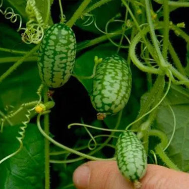 Cucamelon Seeds