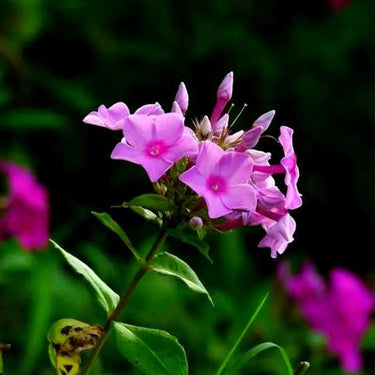 Phlox Seeds-Pink Dream (Light Pink)