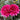 Dahlia Seeds-Collarette