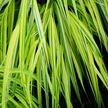 Hakonechloa, Aureola