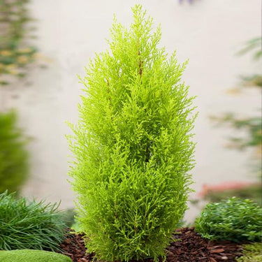 Monterey Cypress, Cupressus Seed