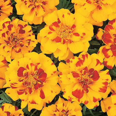 Marigold Seeds - Durango Bolero