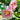 Hollyhock Seeds-Peaches 'n Dreams