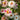 Zinnia Seeds-Double Zahara Starlight Rose