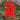 Lychnis Chalcedonica