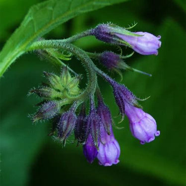 Common / True Comfrey