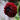 Dahlia Seeds-Spartacus