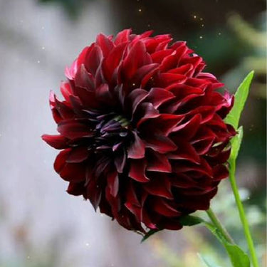 Dahlia Seeds-Spartacus