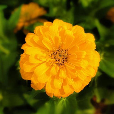 Zinnia Seeds-Old Mexico