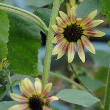 Sunflower Seeds-Rose Passion