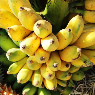 Musa Acuminata Banana Fruit Tree – Dwarf Houseplant Sweet Fruit