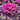 Mix Ornamental Kale Seeds