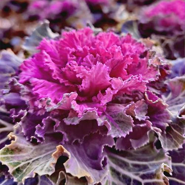Mix Ornamental Kale Seeds