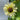 Sunflower Seeds-Italian white wine