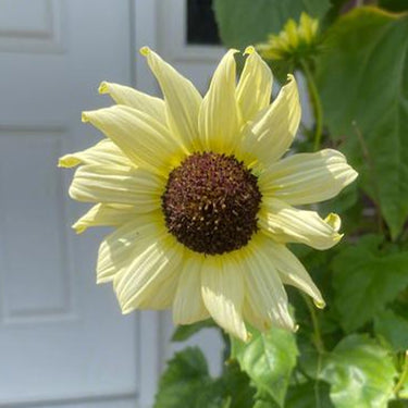 Sunflower Seeds-Italian white wine