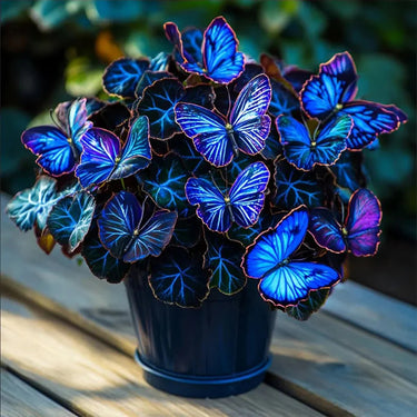 Butterfly Begonia Moonlight Blue