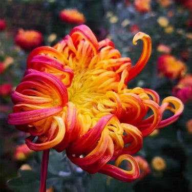 Hardy Four-Season Chrysanthemum Seeds - Orange-Yellow